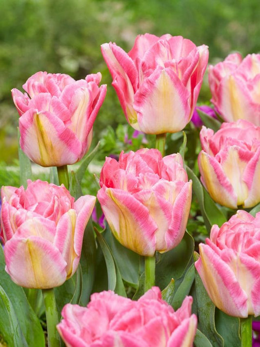 Tulpen Pink delight