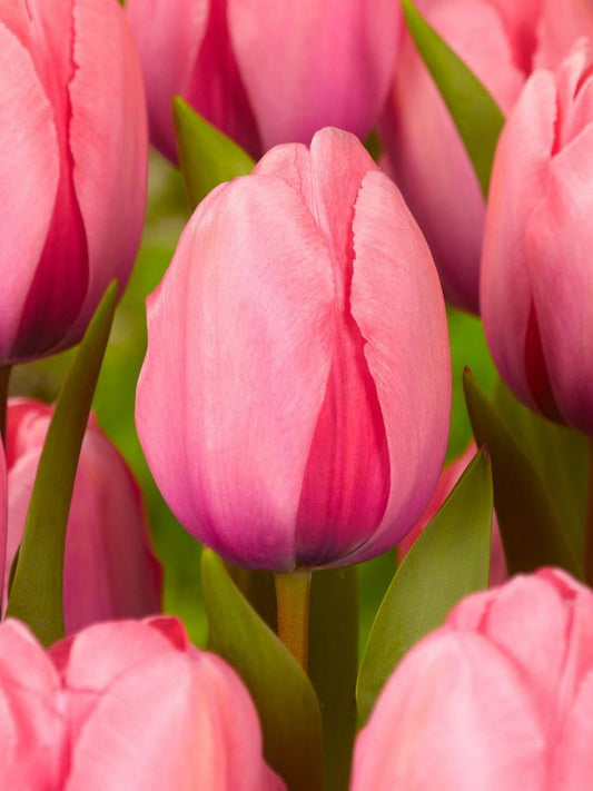 Tulpen Pink impression