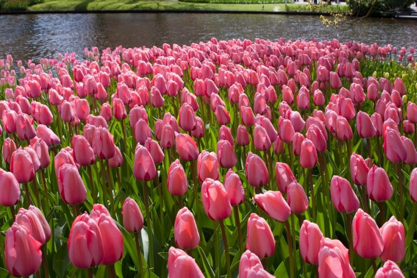 Tulpe 'Pink Impression' - 20 Stück