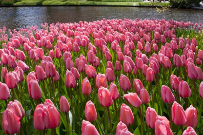 Tulpe 'Pink Impression' - 20 Stück