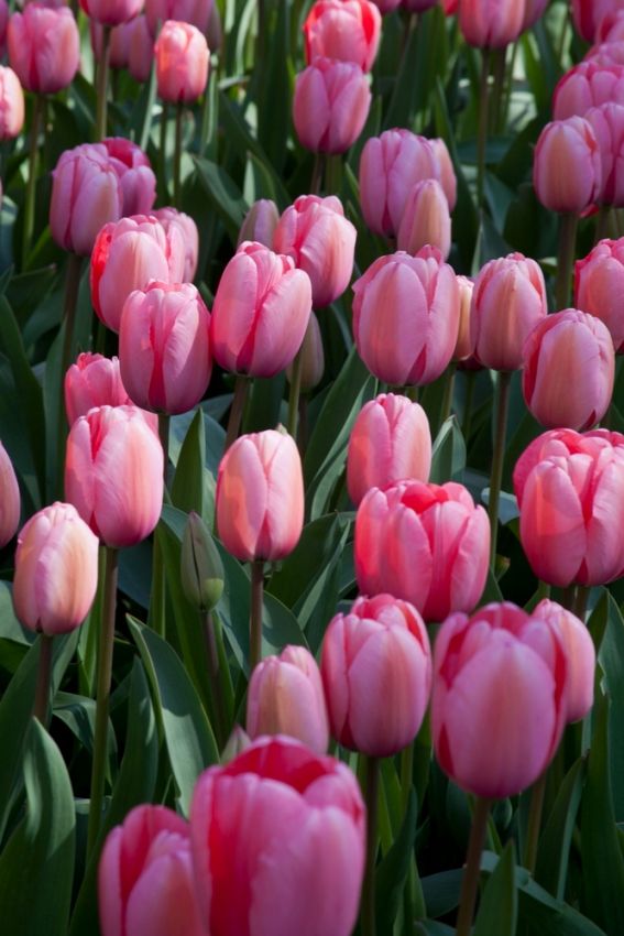Tulpe 'Pink Impression' - 20 Stück