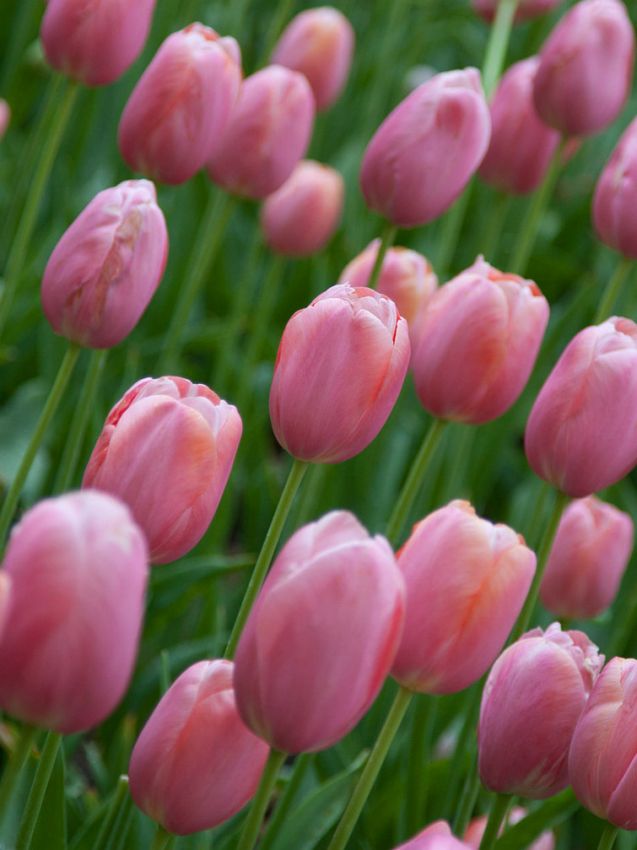 Tulpe 'Pink Impression' - 20 Stück