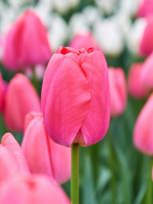 Tulpe 'Pink Pride' - 15 Stück