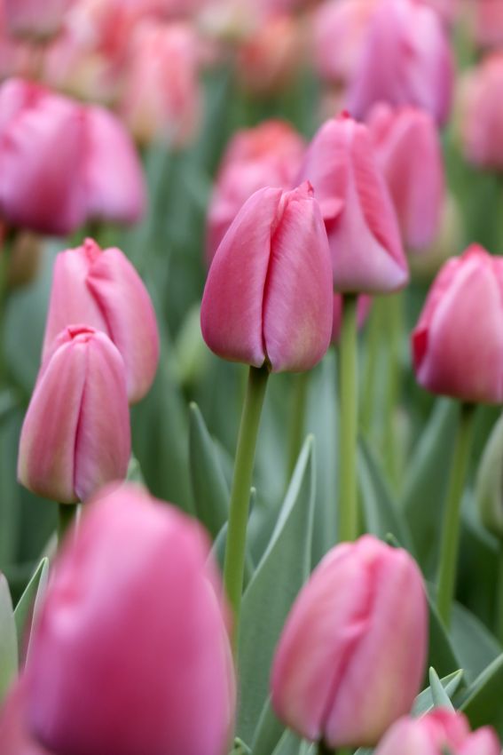 Tulpe 'Pink Pride' - 15 Stück