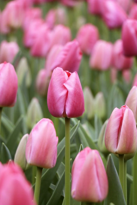 Tulpen Pink pride