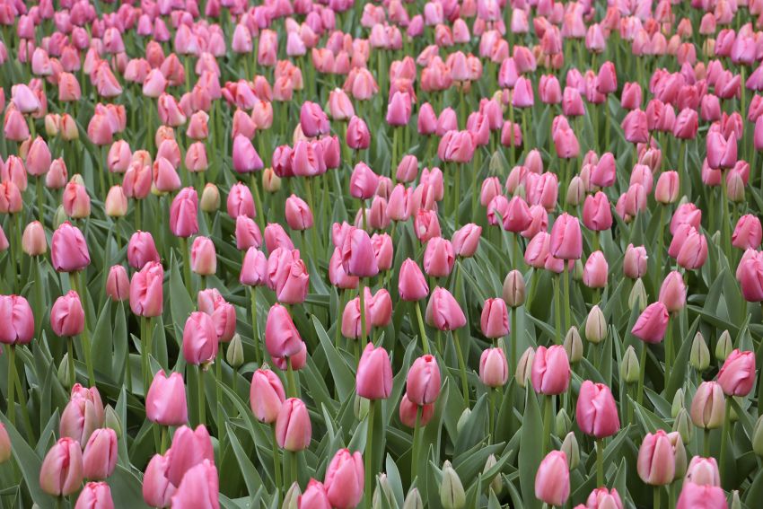 Tulpe 'Pink Pride' - 15 Stück