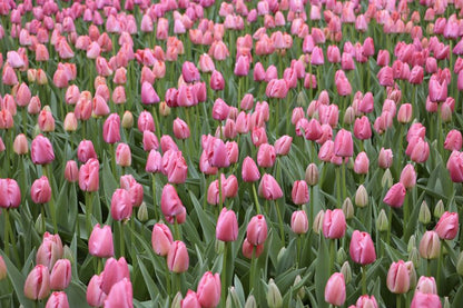Tulpe 'Pink Pride' - 15 Stück