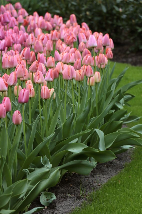 Tulpe 'Pink Pride' - 15 Stück