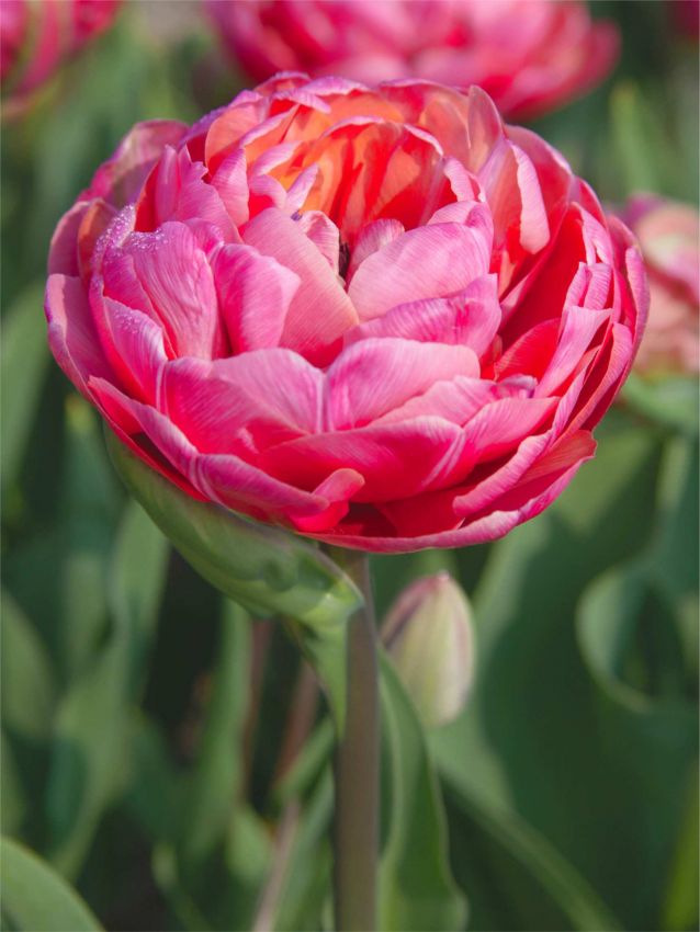 Tulpen Pink size