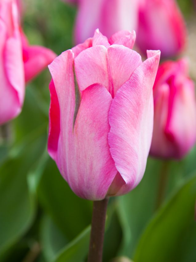 Tulpe 'Pink Sound' - 25 Stück