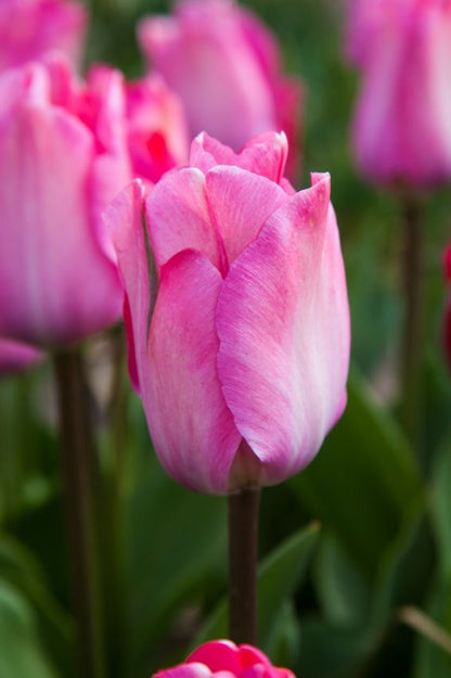 Tulpe 'Pink Sound' - 25 Stück
