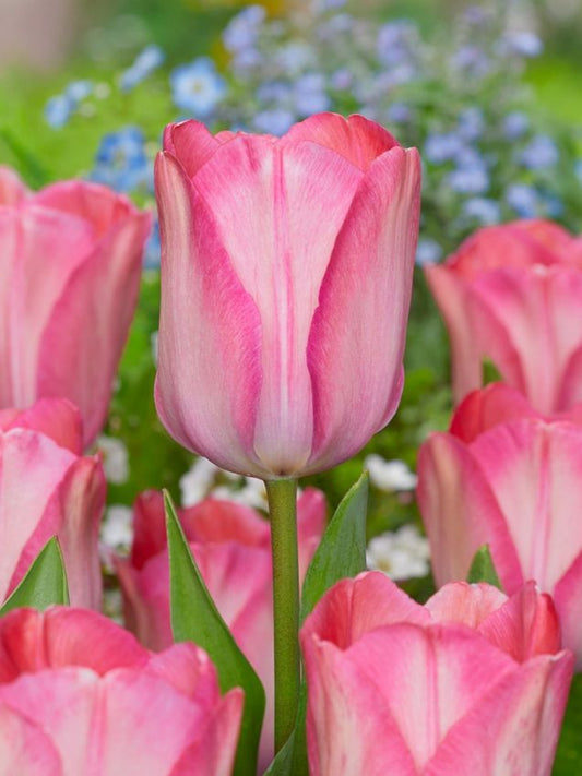 Tulpen Pink sound
