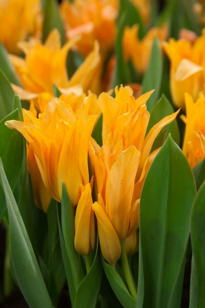Tulpe 'Praestans Shogun' - 75 Stück