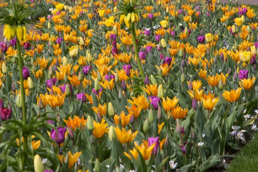 Tulpe 'Praestans Shogun' - 75 Stück