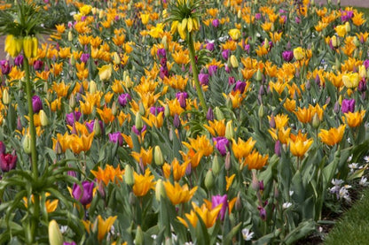 Tulpe 'Praestans Shogun' - 75 Stück