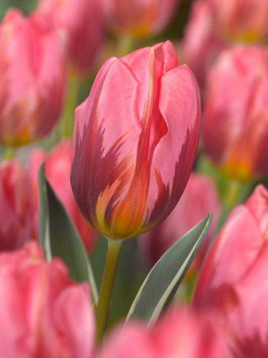 Tulpen Pretty princess