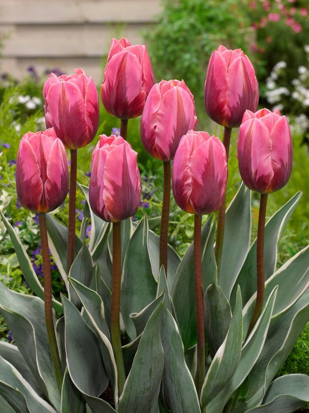 Tulpe 'Pretty Princess' - 15 Stück