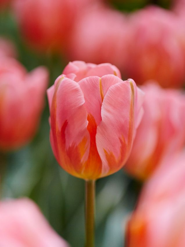 Tulpe 'Pretty Princess' - 15 Stück