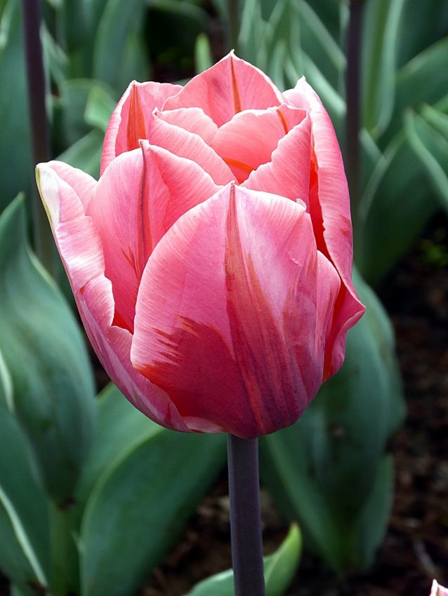Tulpe 'Pretty Princess' - 15 Stück