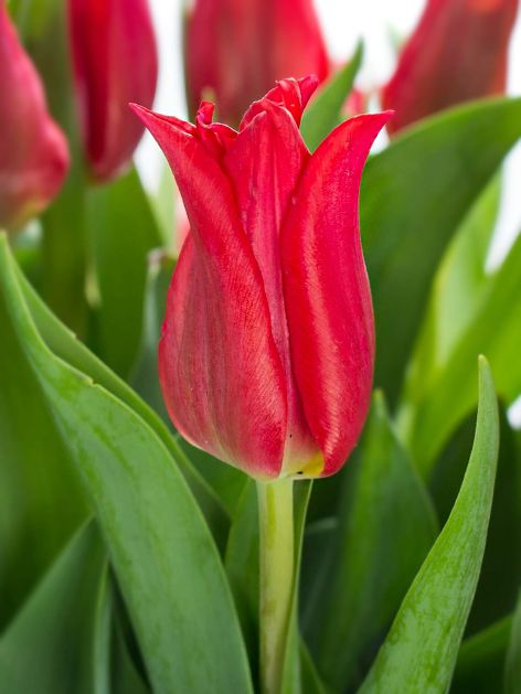 Tulpen Pretty woman