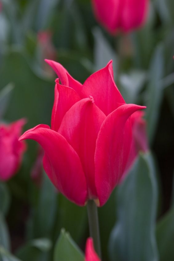Tulipa 'Pretty Woman' - Tulpe - LumiBlumi