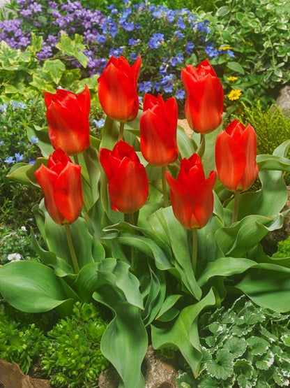 Tulpe 'Princeps' - 25 Stück