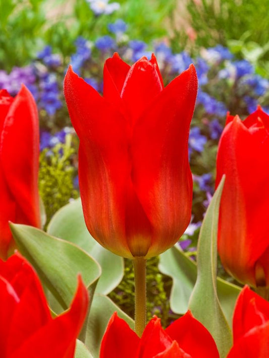 Tulpen Princeps