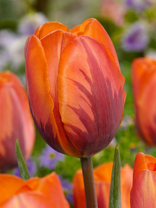 Tulpen Prinses irene