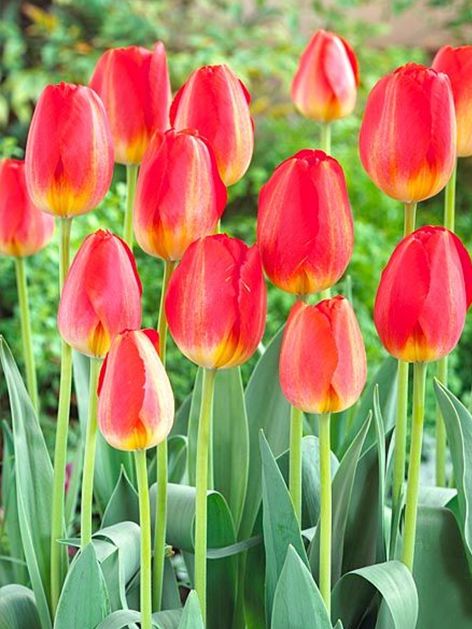 Tulpen Prins claus