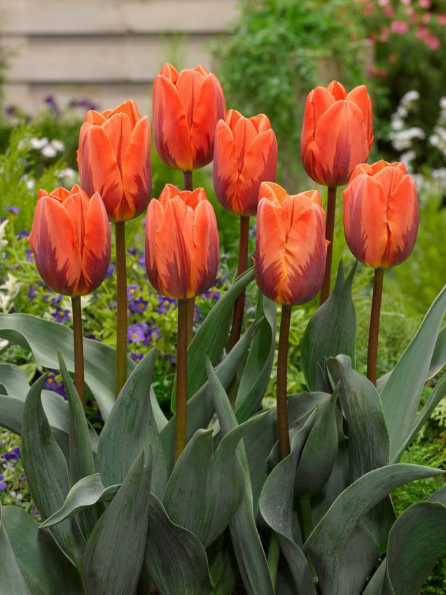 Tulpe 'Prinses Irene' - 15 Stück