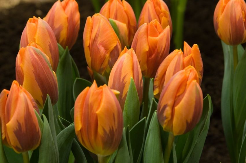 Tulpe 'Prinses Irene' - 15 Stück
