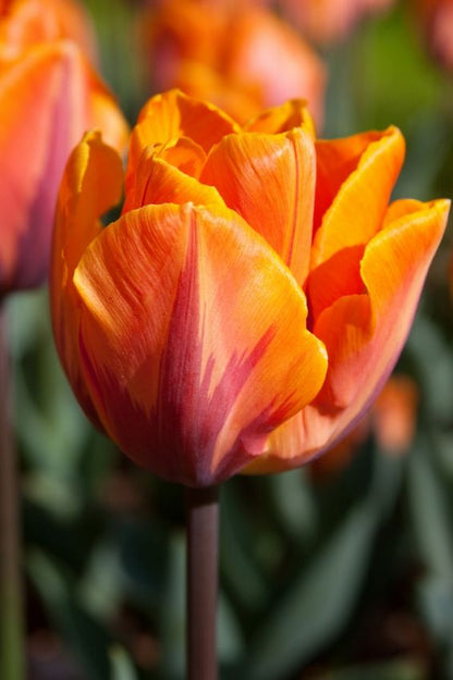Tulpe 'Prinses Irene' - 15 Stück