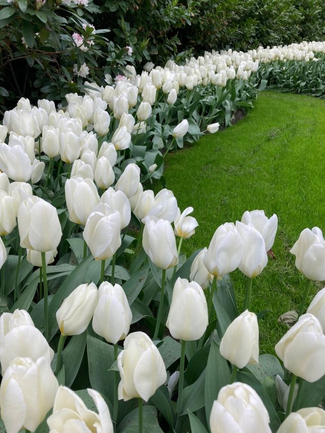 Tulpe 'Purissima' - 20 Stück