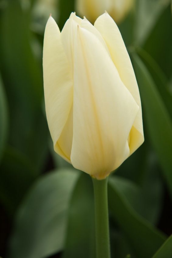 Tulpe 'Purissima' - 20 Stück