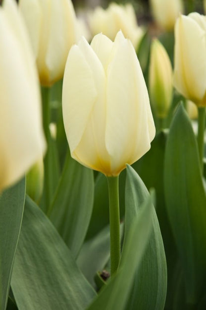 Tulpe 'Purissima' - 20 Stück