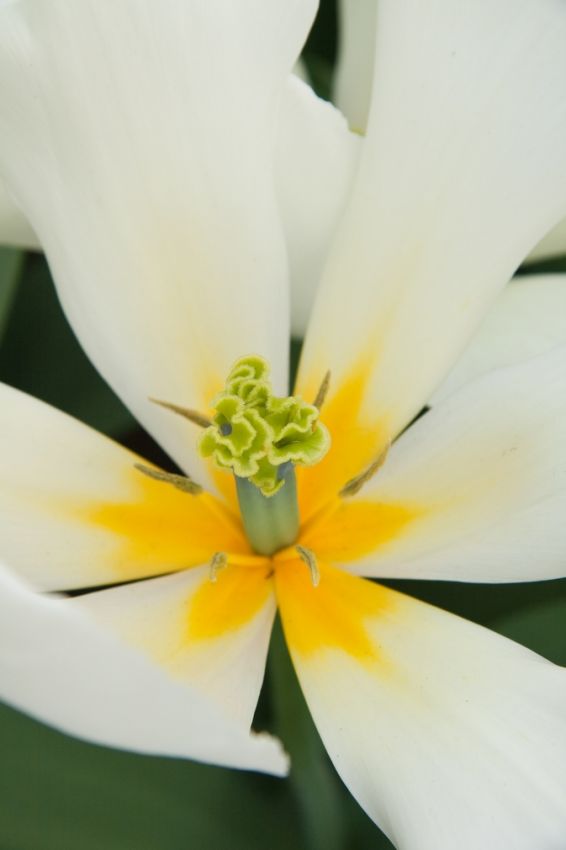Tulpe 'Purissima' - 20 Stück