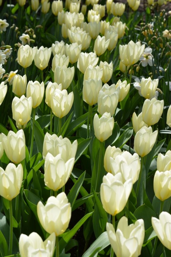 Tulpe 'Purissima' - 20 Stück