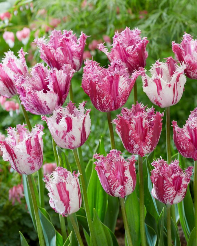 Tulpen Purple circus