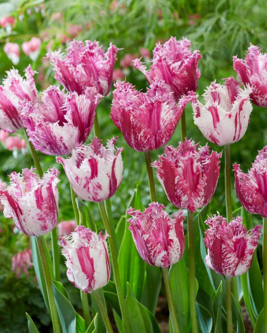 Tulpen Purple circus