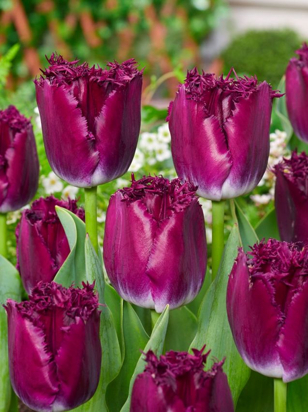 Tulpe 'Purple Crystal' - 25 Stück