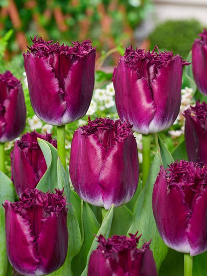 Tulpe 'Purple Crystal' - 25 Stück