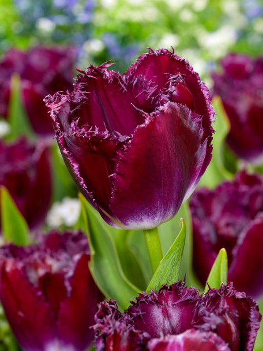 Tulpen Purple crystal