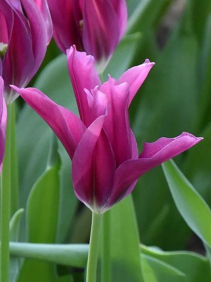 Tulpen Purple doll