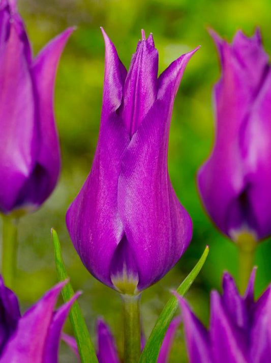 Tulpen Purple dream