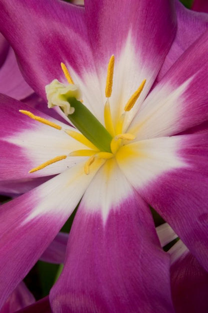 Tulpe 'Purple Dream' - 20 Stück