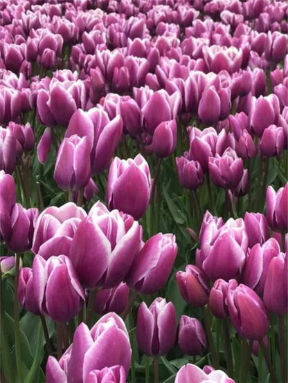 Tulipa 'Purple Elegance' - Tulpe