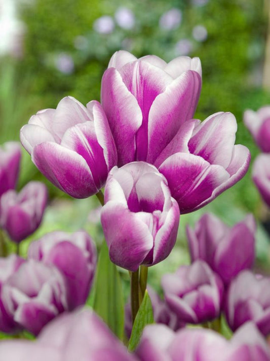 Tulpen Purple elegance