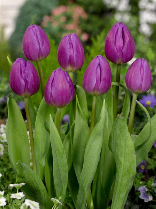 Tulpen Purple flag
