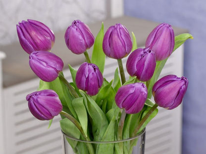 Tulpe 'Purple Flag' - 25 Stück