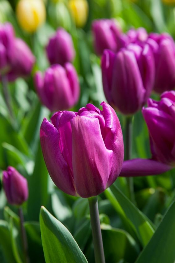 Tulpe 'Purple Flag' - 25 Stück